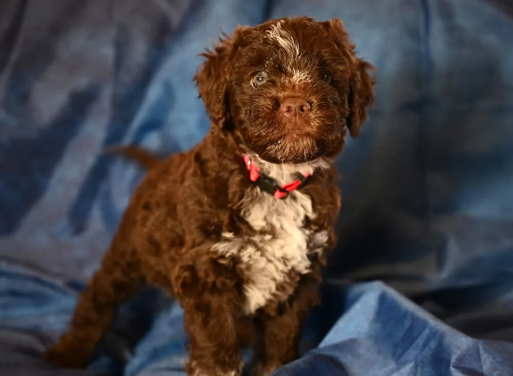 Lagotto Romagnolo puppy in show stack - Northwest Lagotto health guide