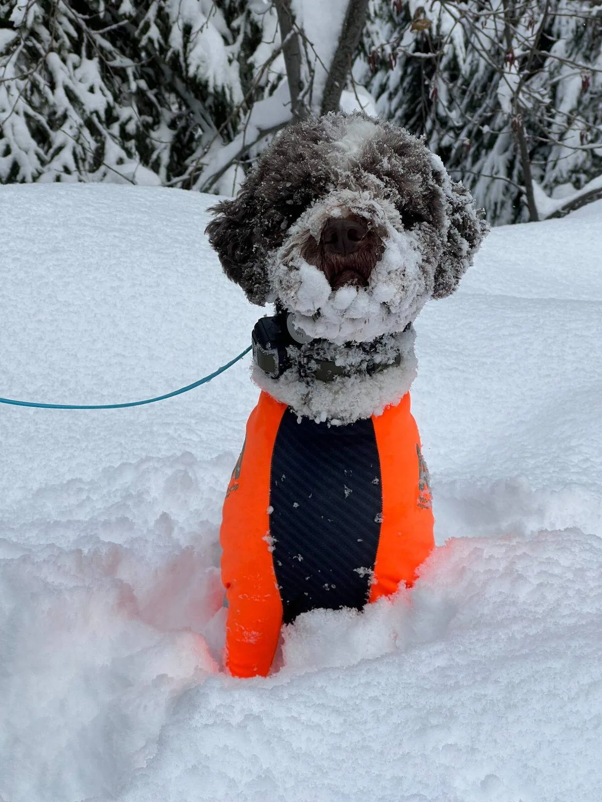 Lagotto Romagnolo in deep snow - the breed thrives in Pacific Northwest winters