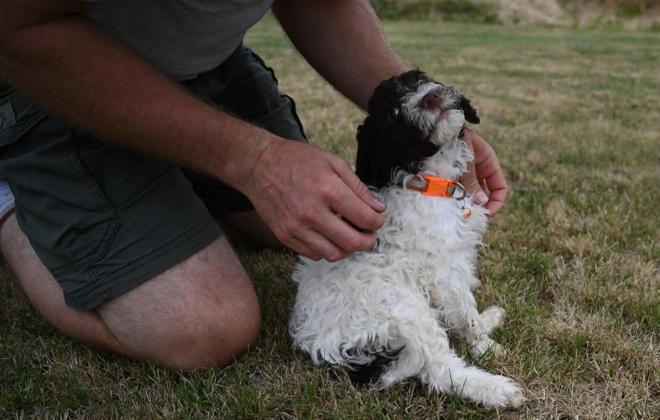 Young Lagotto Romagnolo puppy sitting confidently in a field, Northwest Lagotto