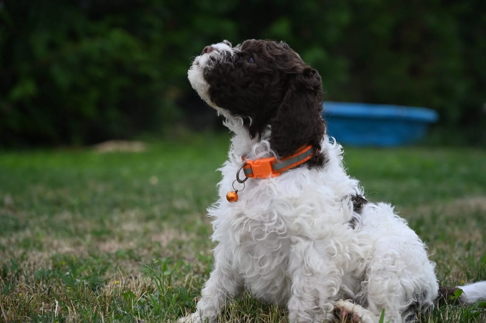 Lagotto Romagnolo puppy manding - sitting with eye contact, Northwest Lagotto