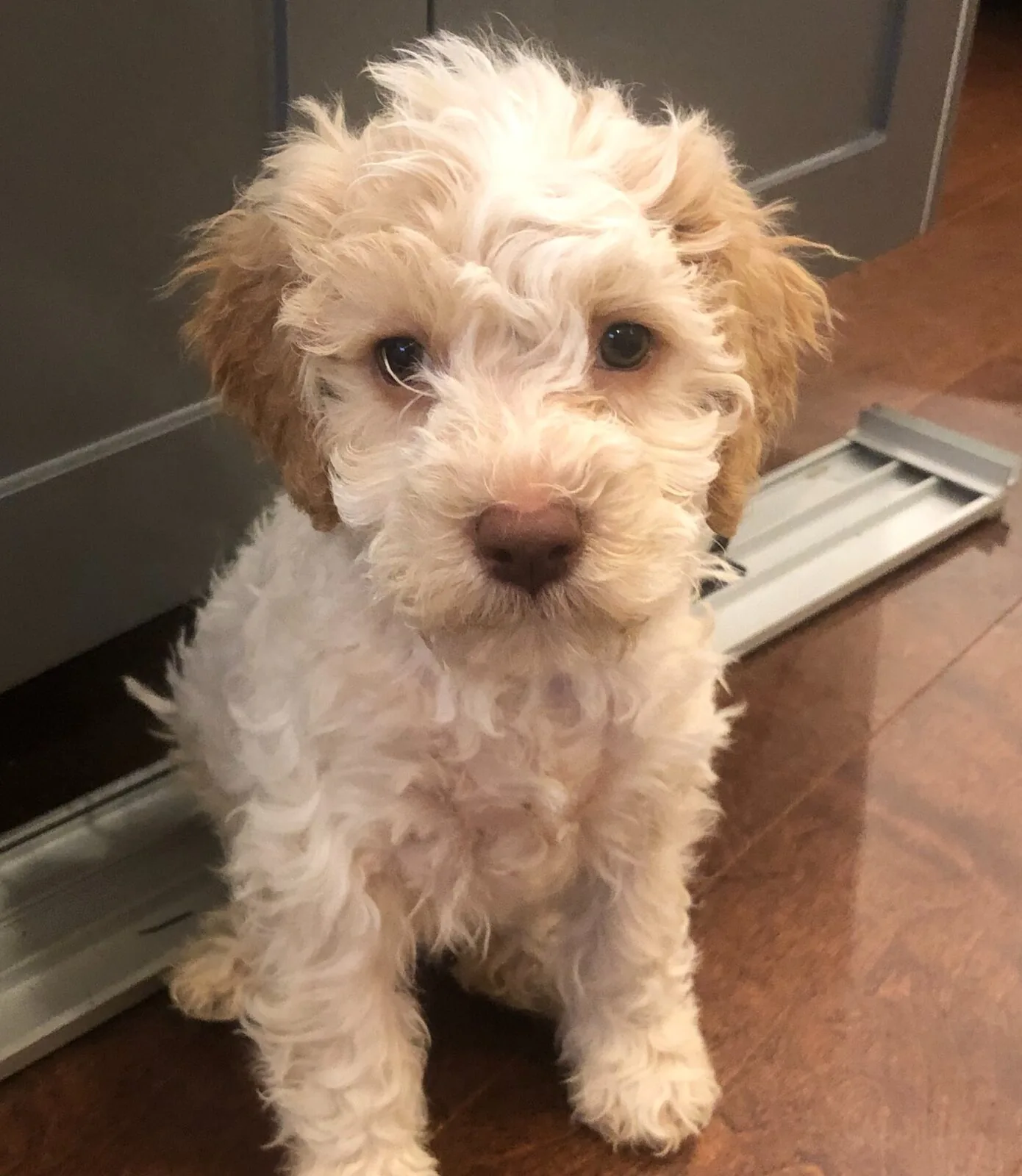 A cream-and-white Lagotto Romagnolo puppy sitting on a wooden floor indoors, looking up at the camera