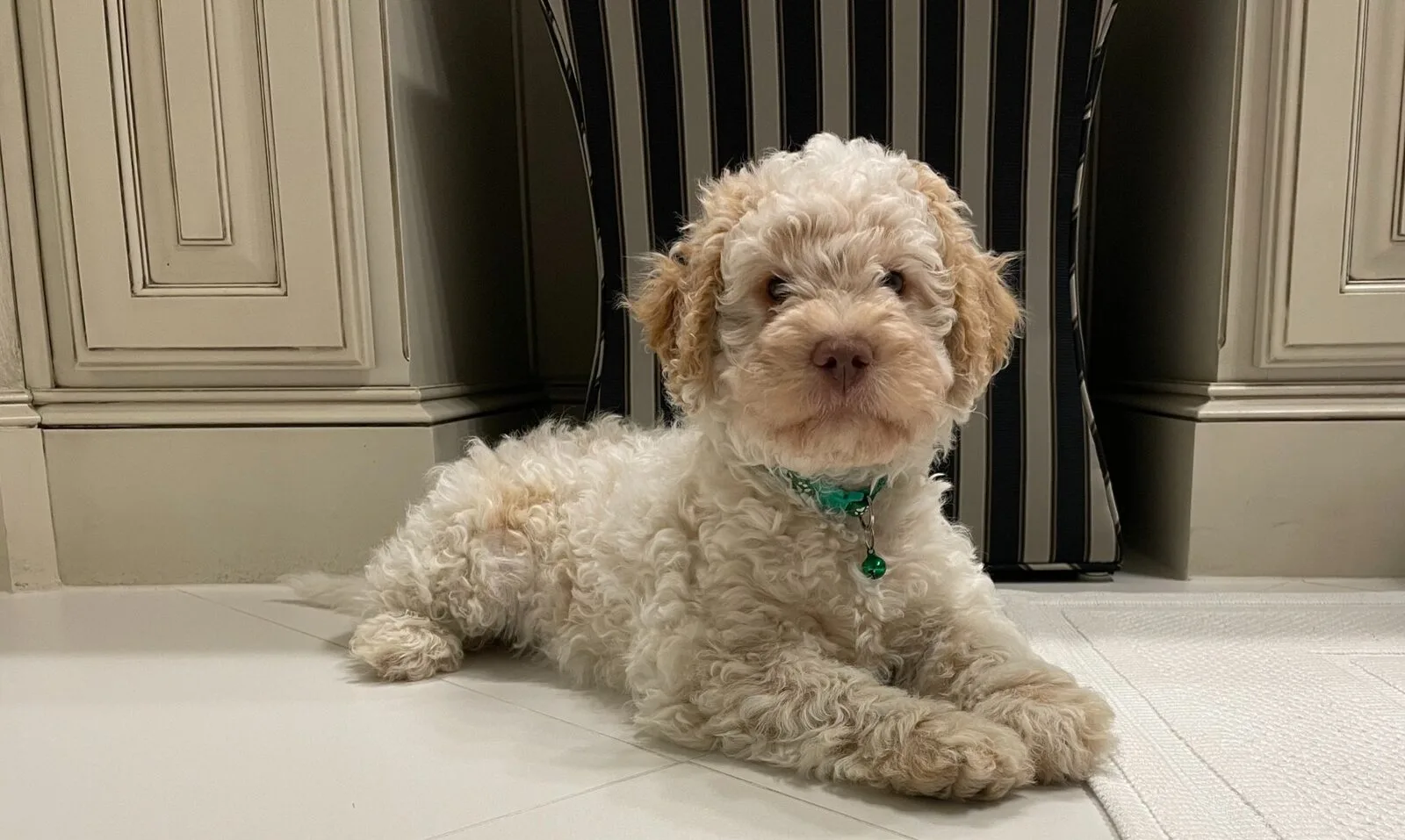 Lagotto Romagnolo puppy portrait - Northwest Lagotto
