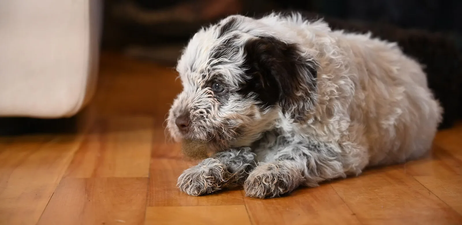 Lagotto Romagnolo at rest on hardwood floor, Northwest Lagotto, Lynden Washington