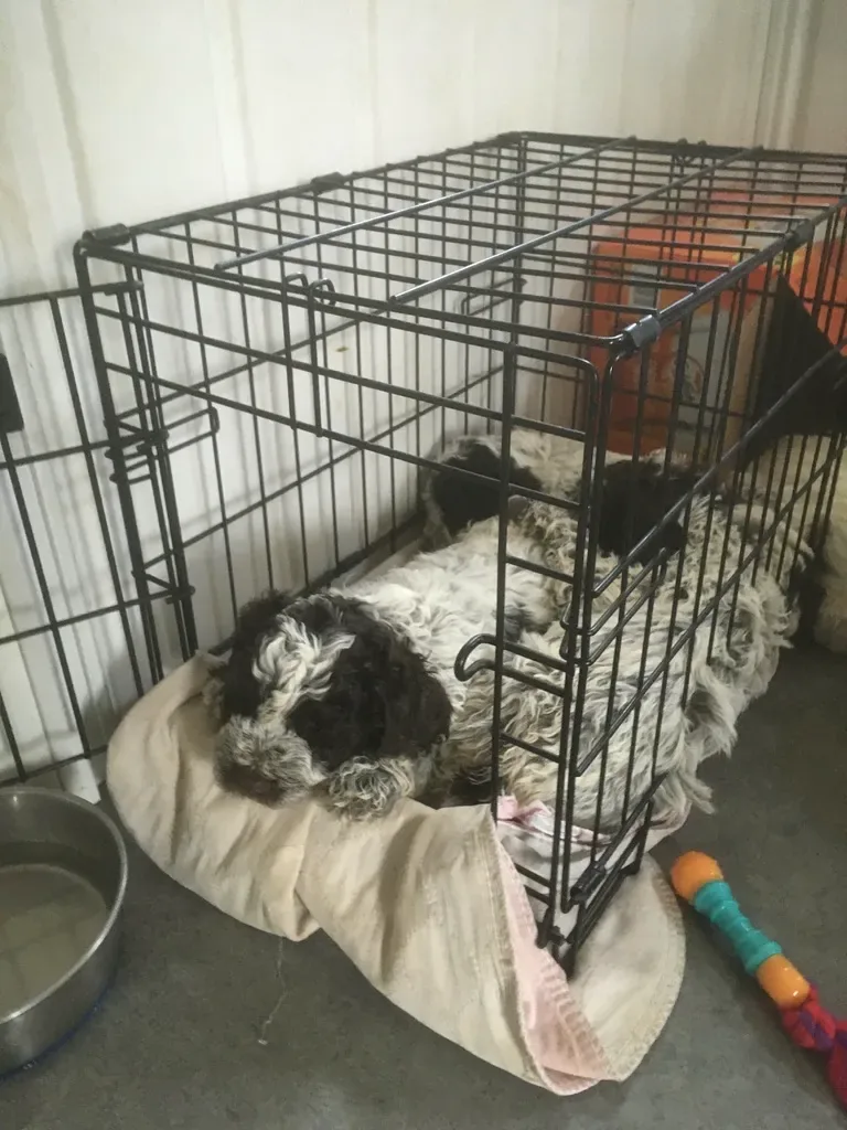 Lagotto Romagnolo puppy resting in an open crate during early desensitization, Northwest Lagotto