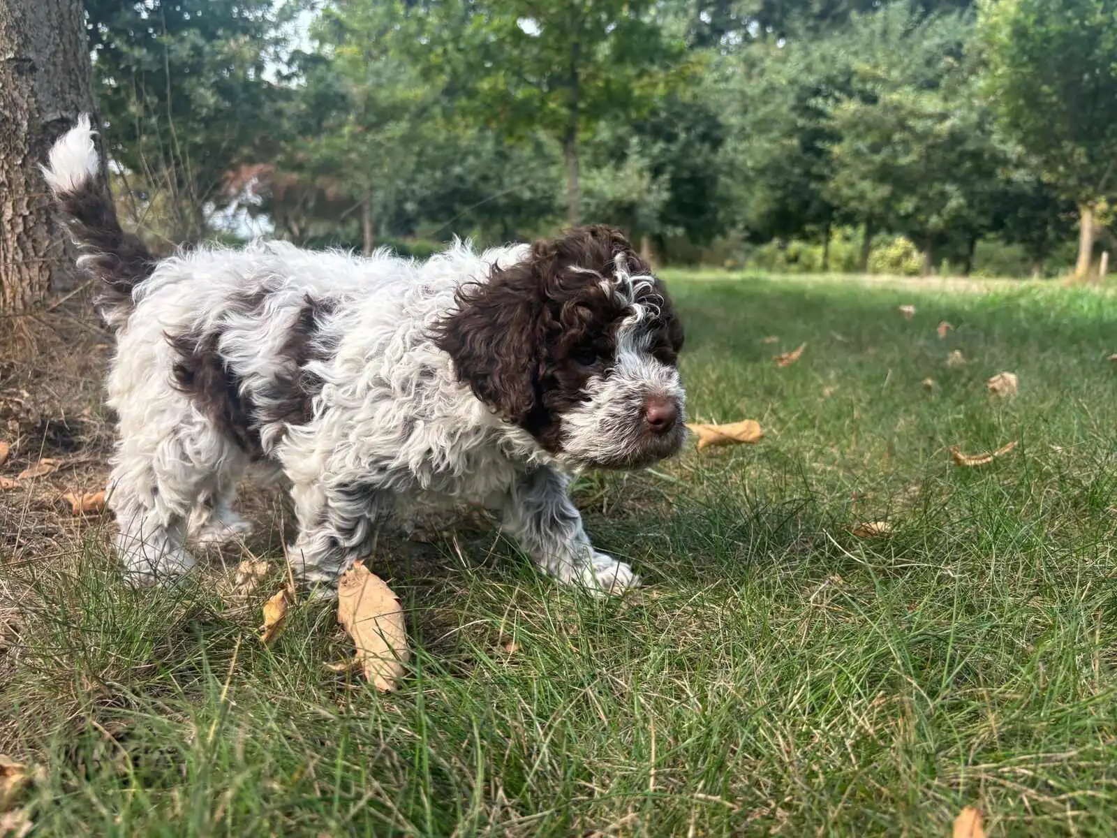 Lagotto Romagnolo puppy on first outdoor exploration at Northwest Lagotto