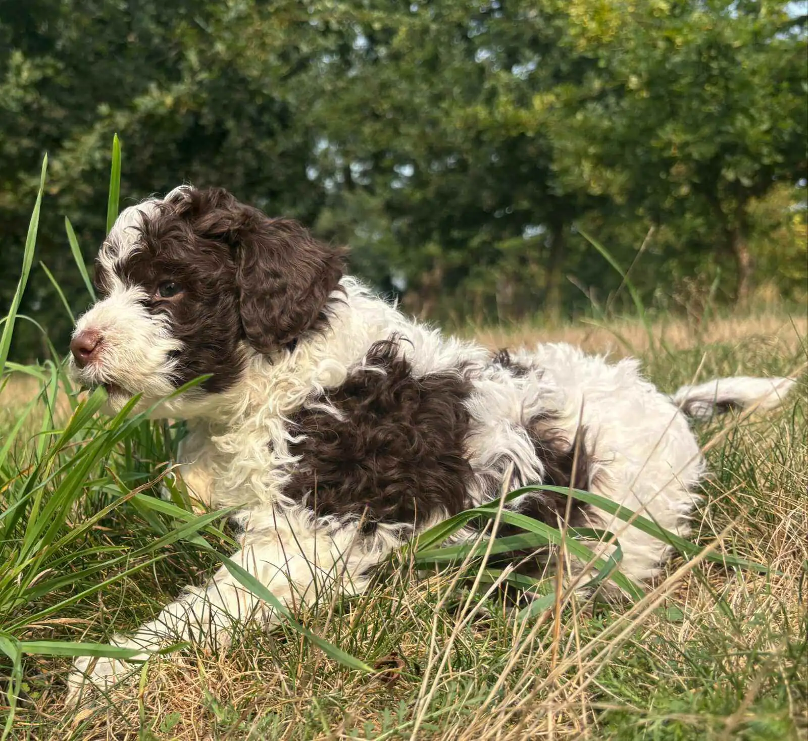 Lagotto Romagnolo puppy coat in transition, Northwest Lagotto