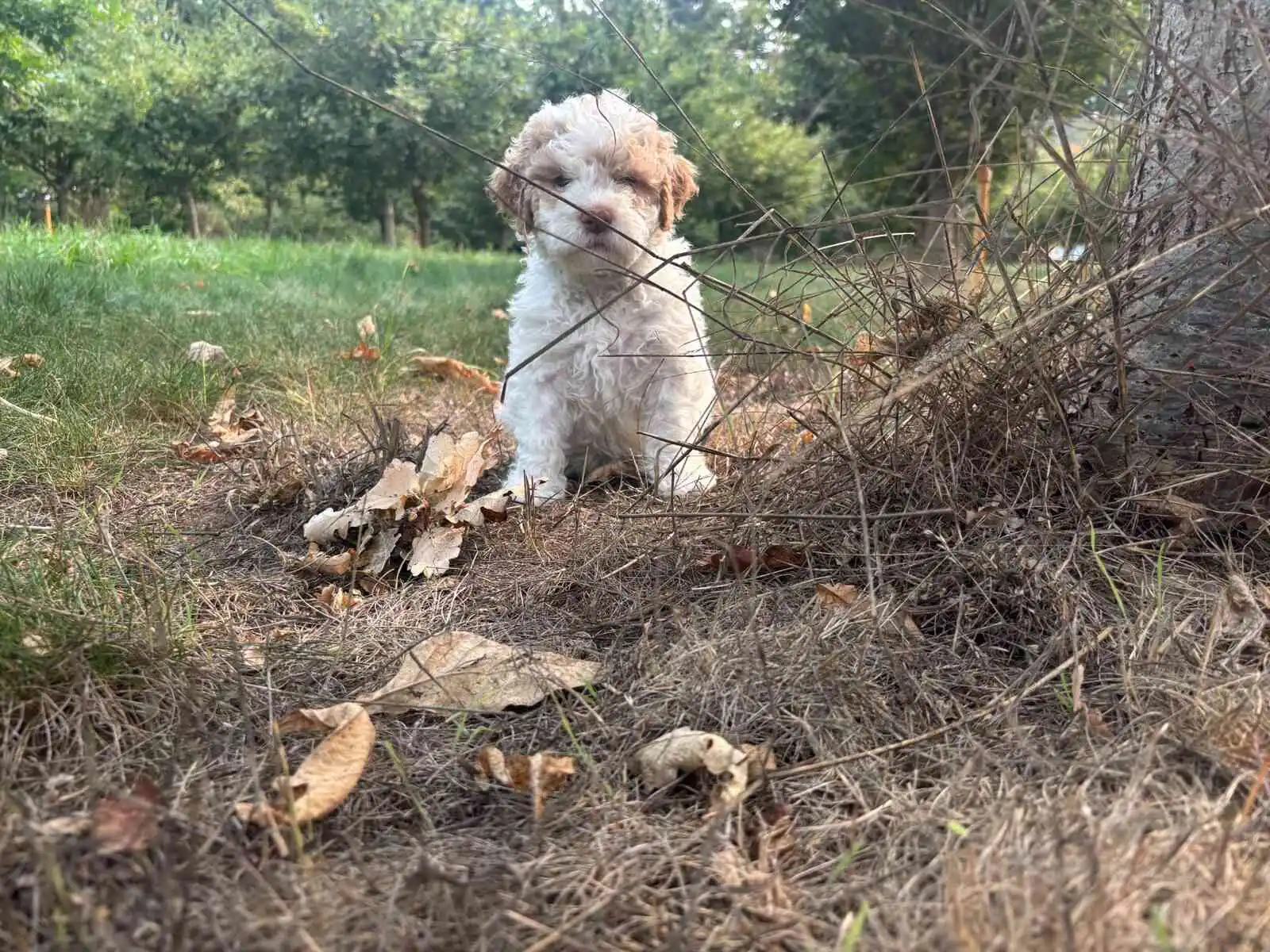 Lagotto Romagnolo puppy exploring outdoors - confident, curious, ready