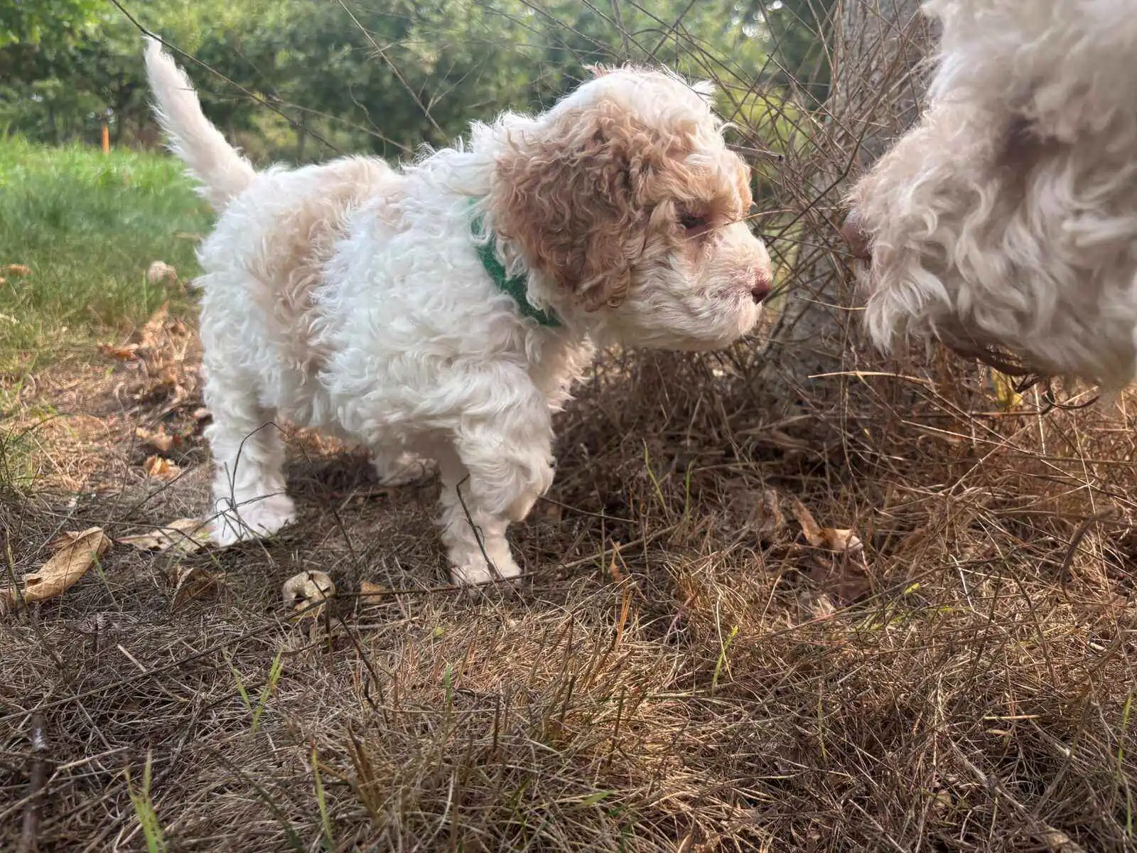 Lagotto Romagnolo puppy meeting an adult dog - socialization at Northwest Lagotto