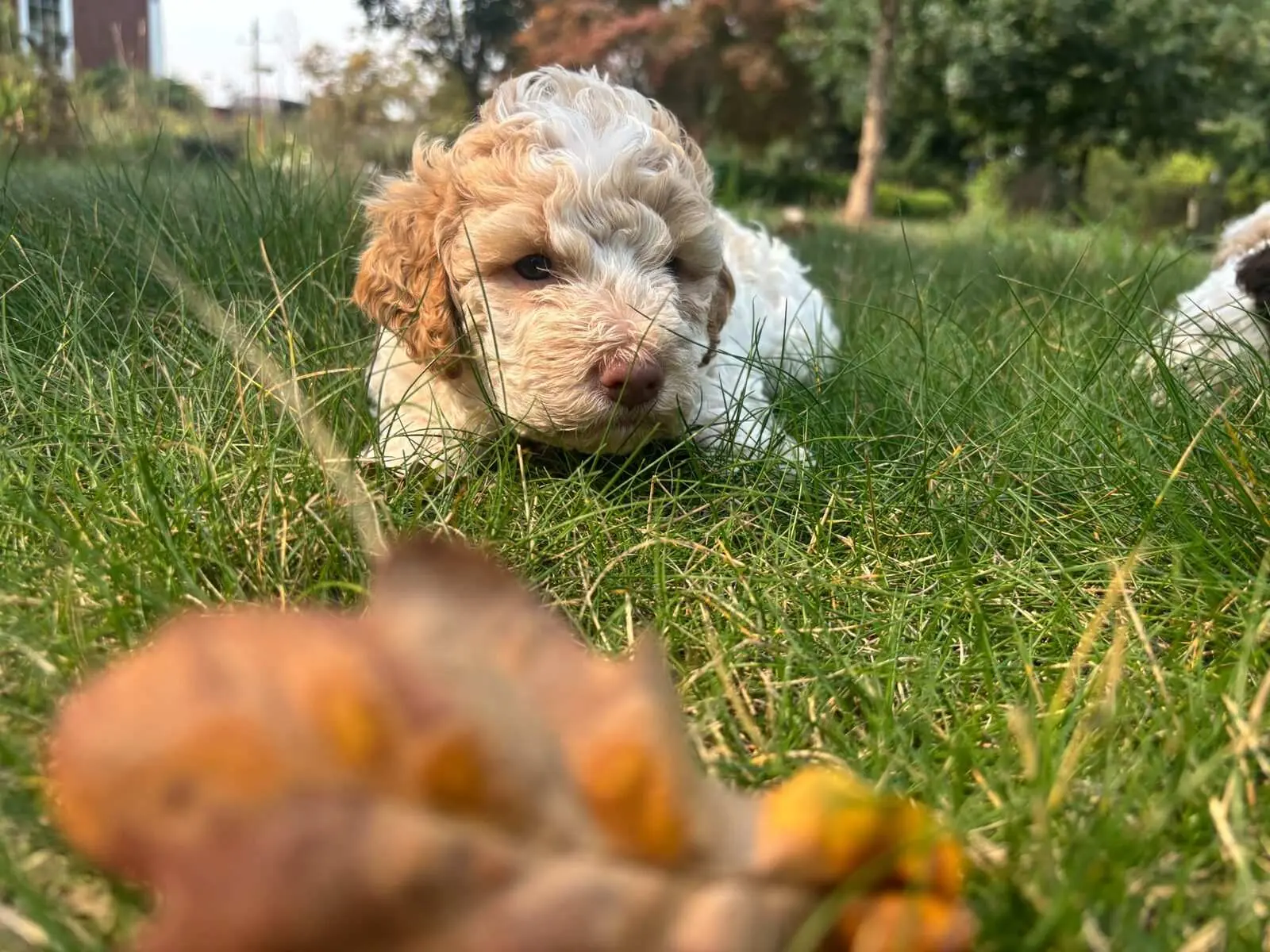 Lagotto Romagnolo - Northwest Lagotto grooming guide