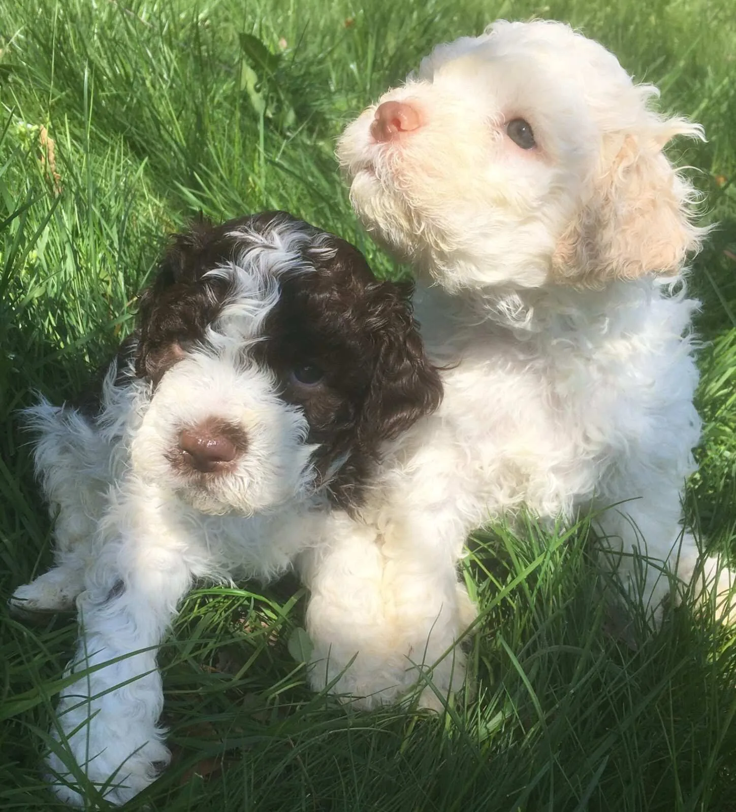 Lagotto Romagnolo puppies during Puppy Culture - early weeks at Northwest Lagotto