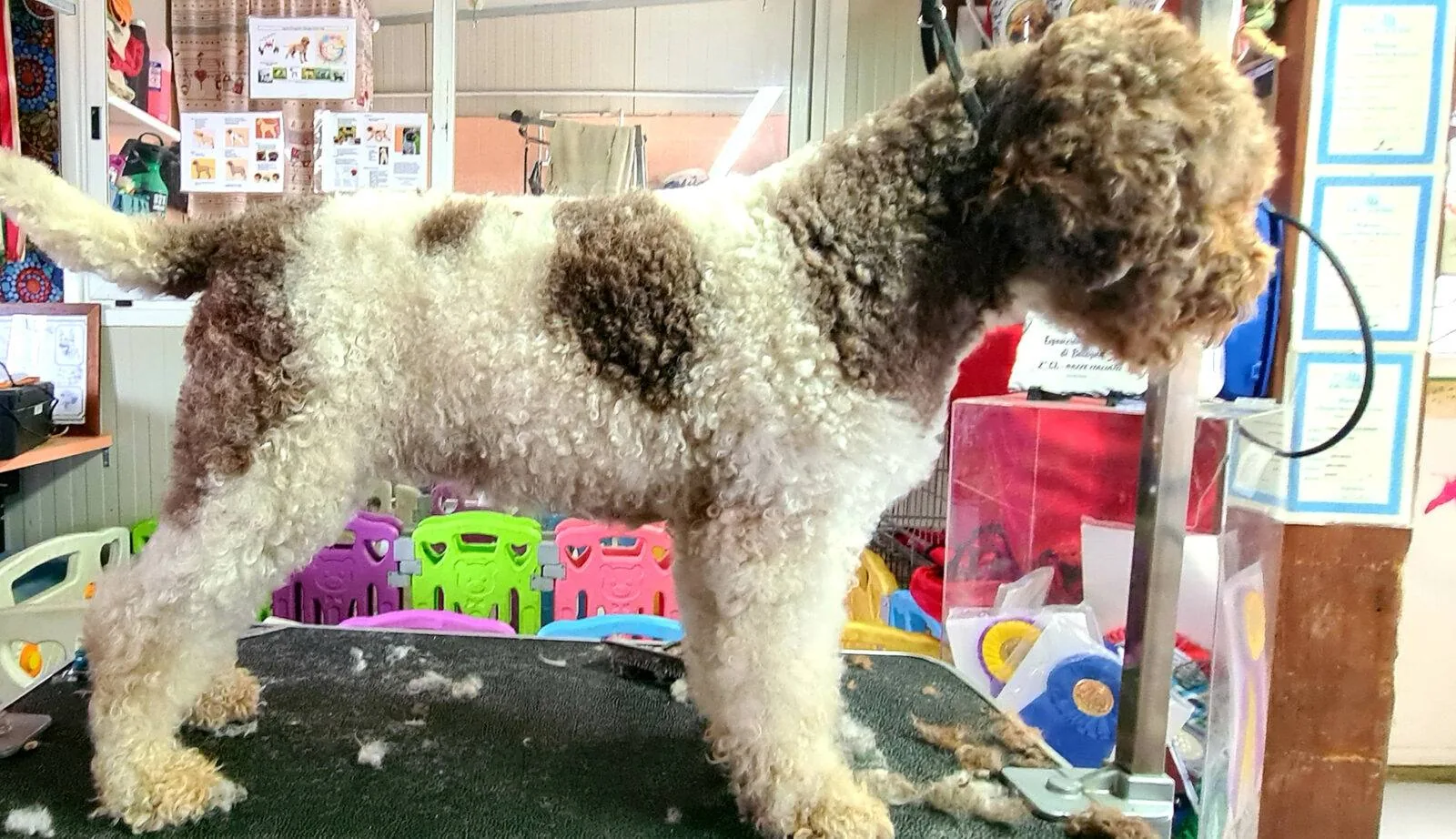 Lagotto Romagnolo coat - grooming at Northwest Lagotto