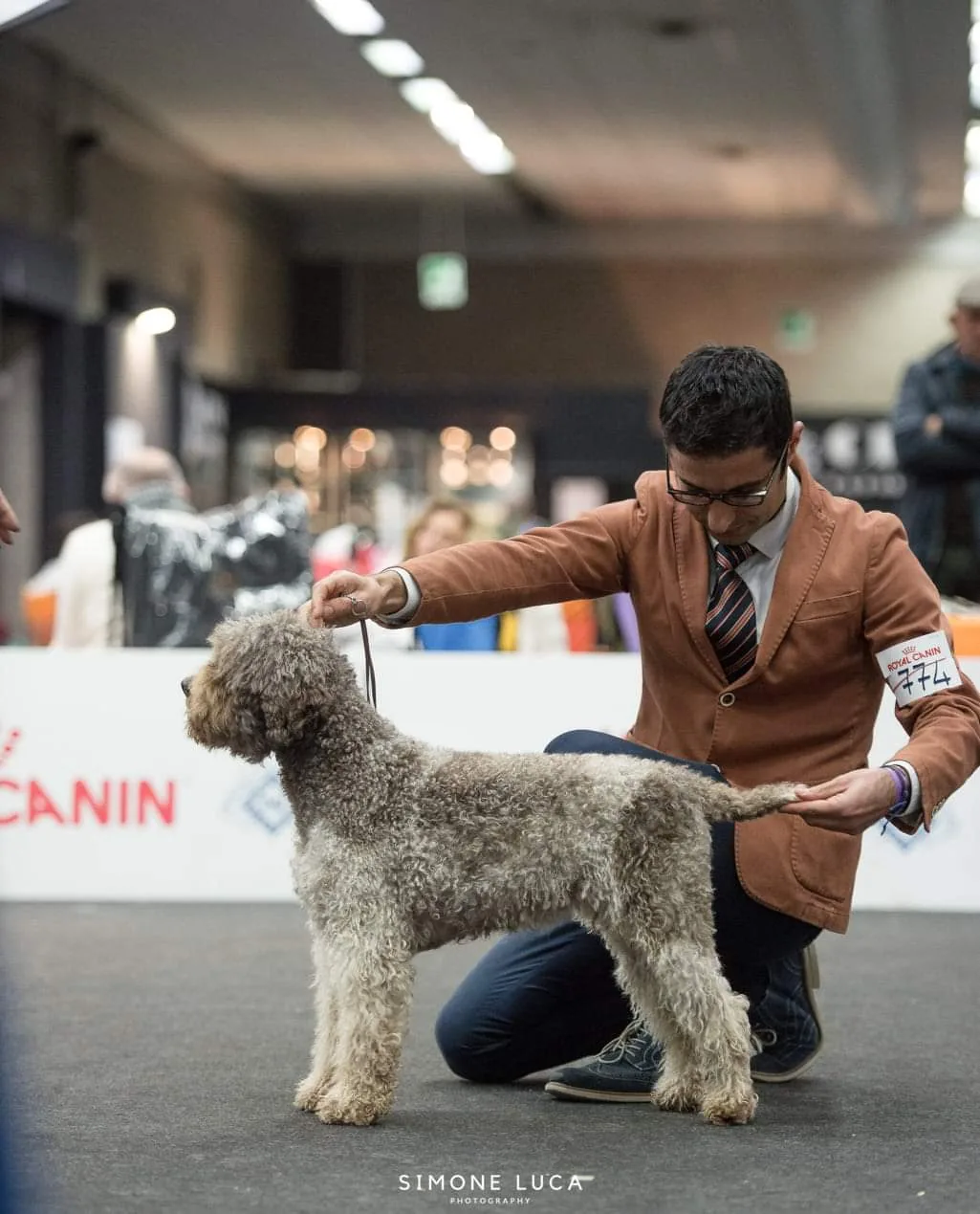 Mocha in the show ring at Arezzo, Italy - Northwest Lagotto
