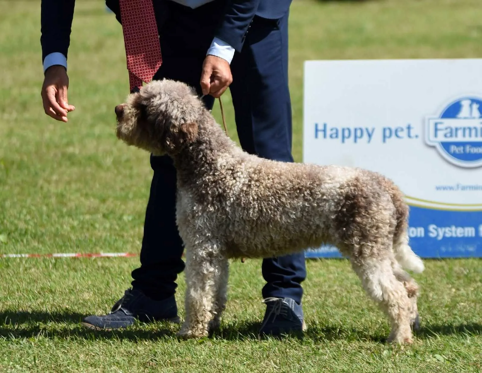 Northwest Lagotto breeding program - Italian champion Lagotto Romagnolo