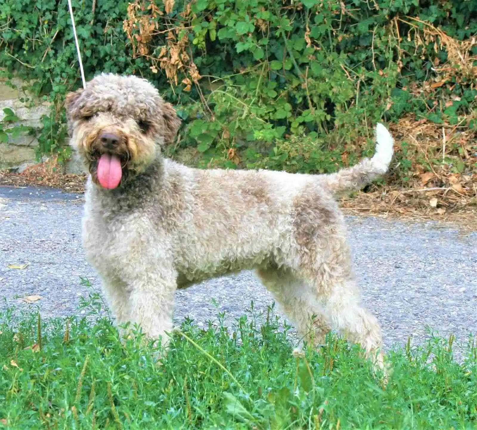 Mocha - Lagotto Romagnolo, Italy