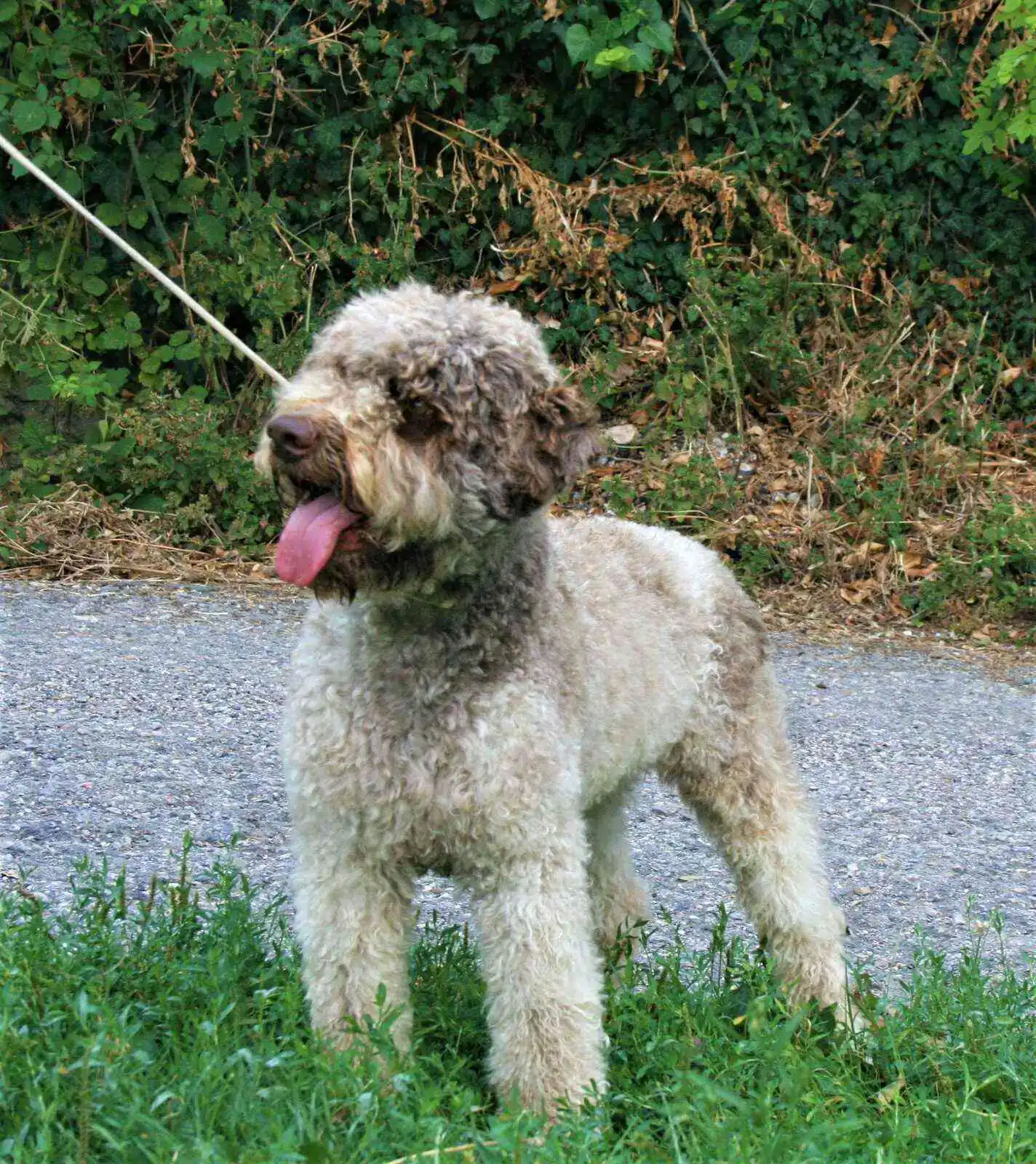 Mocha - Lagotto Romagnolo, Italy