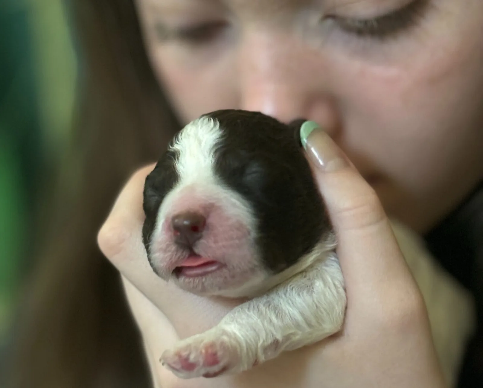 Newborn Lagotto puppy held in gentle hands - the invisible hours