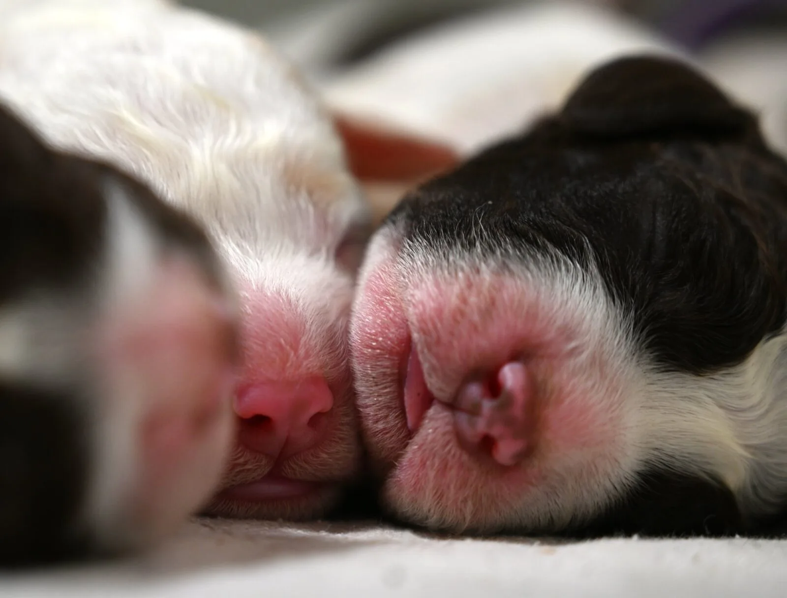 Newborn Lagotto Romagnolo puppies, two noses pressed together in the first hours of life