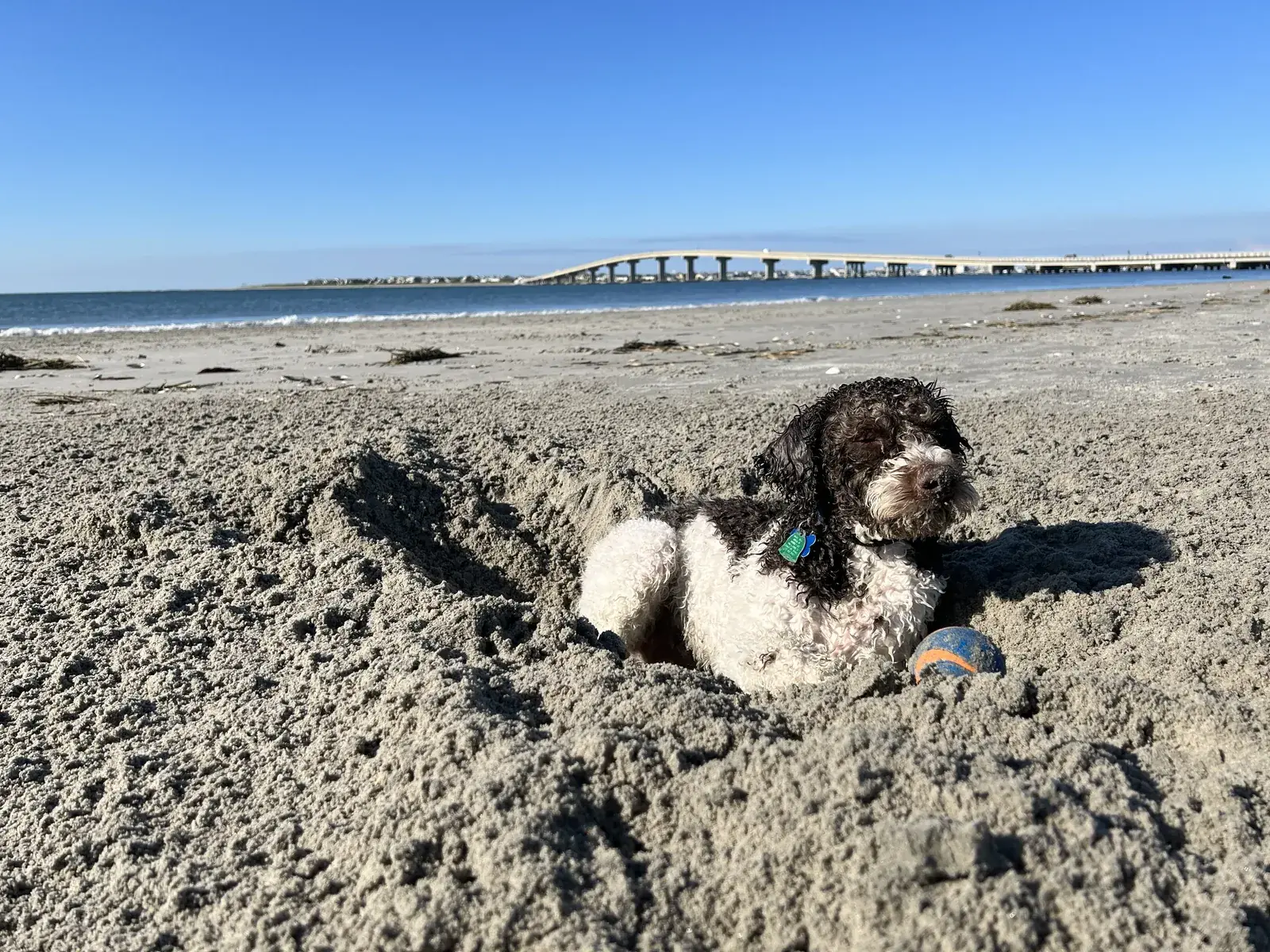 A Lagotto Romagnolo digging at the waterline on a Pacific Northwest beach