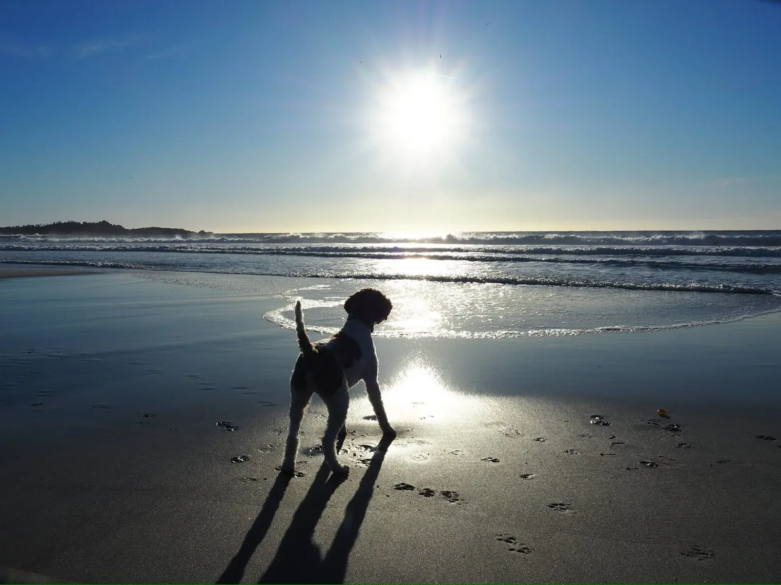 A Lagotto Romagnolo at the water's edge at sunset, the water-retriever breed in its element near Puget Sound