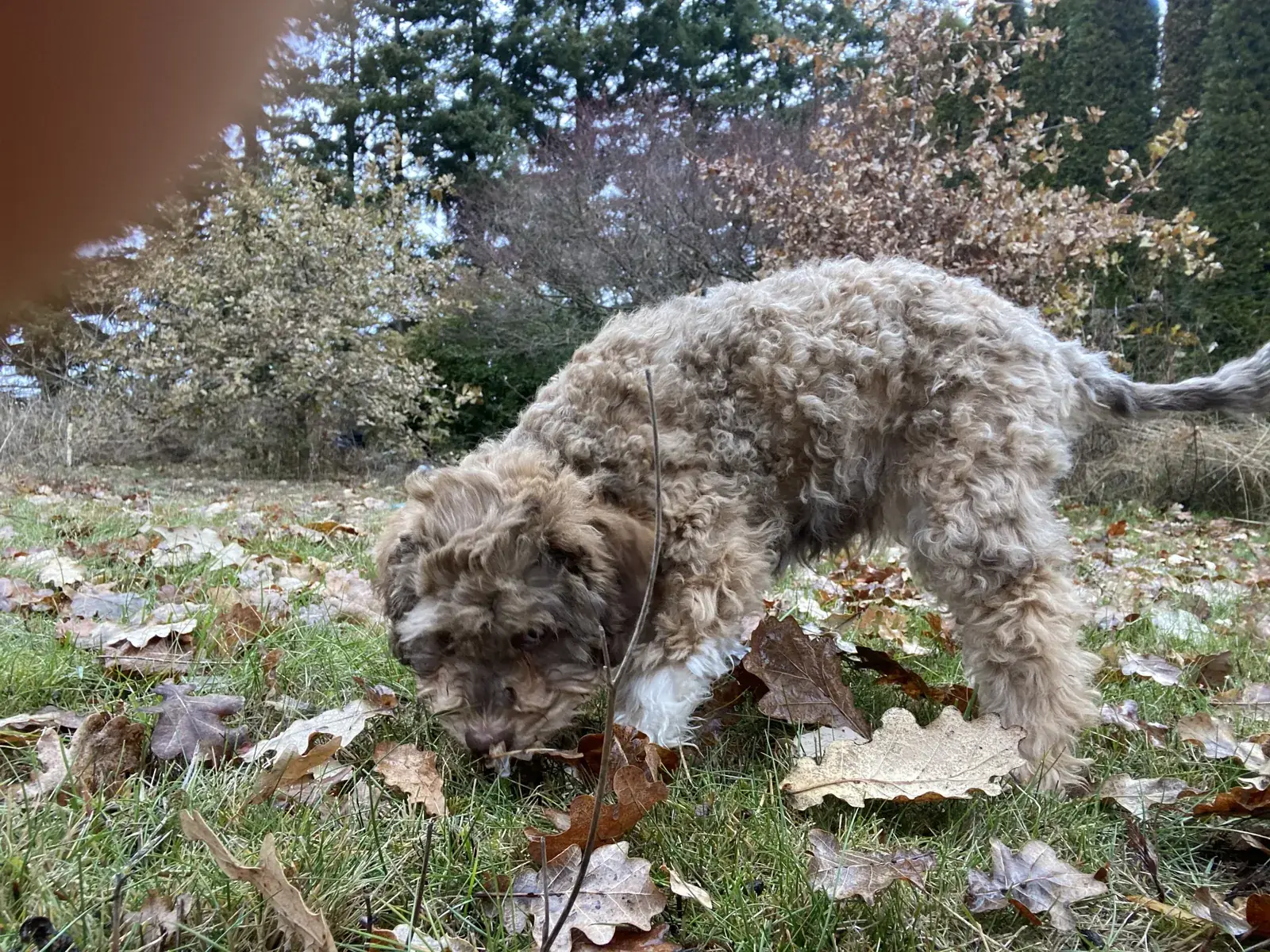A Lagotto Romagnolo following a scent through fallen leaves, nose to the ground