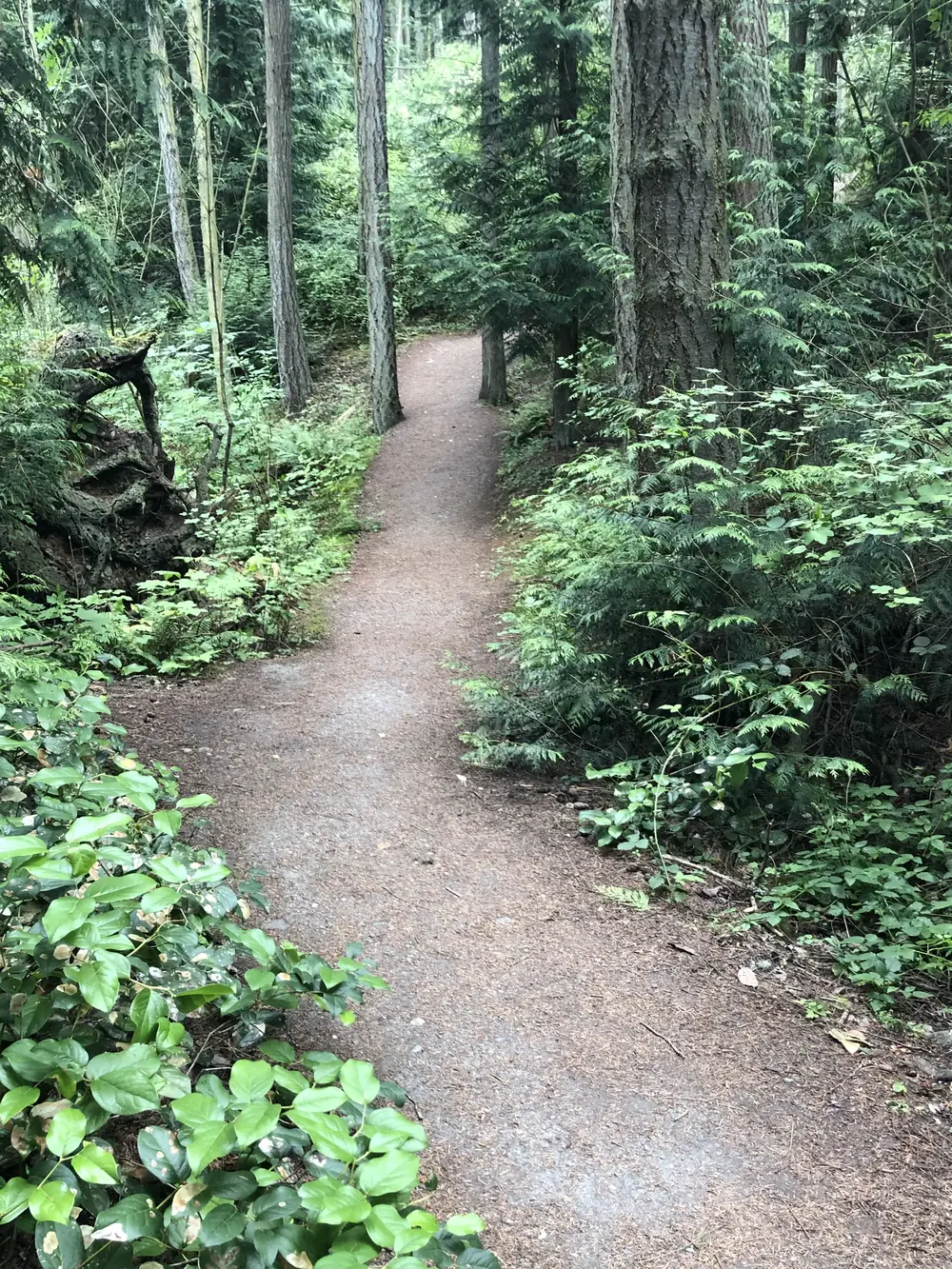 A Douglas-fir forest trail in the Pacific Northwest, the kind of native truffle ground found across western Oregon