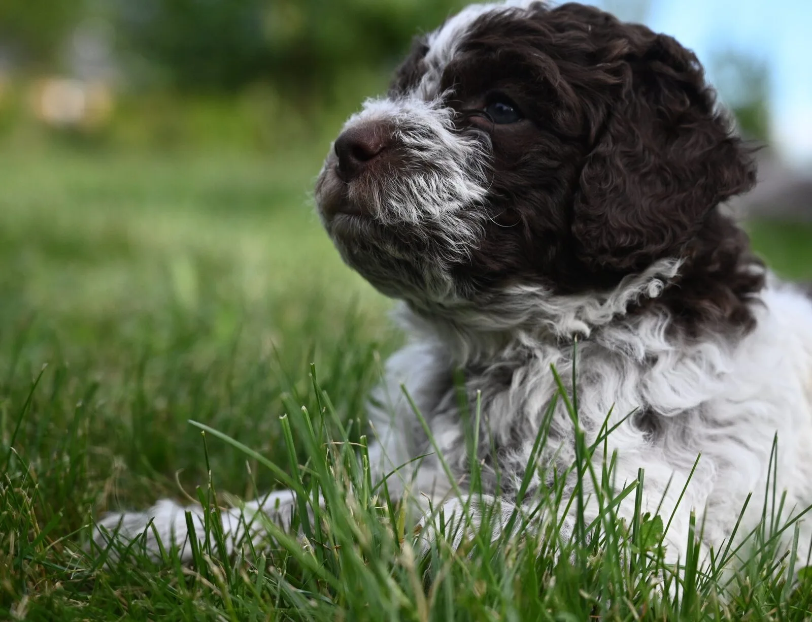 Lagotto Romagnolo puppy in the grass - Northwest Lagotto, Lynden Washington